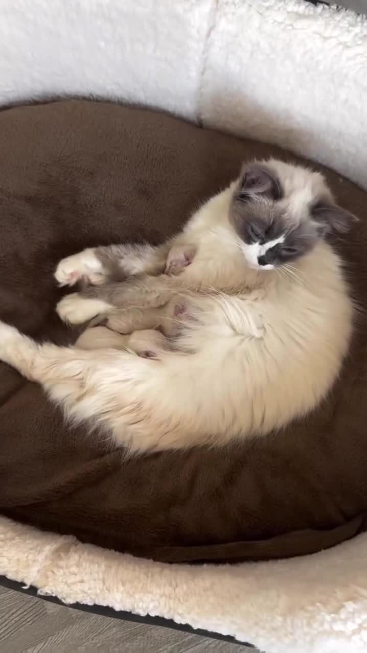 Ragdoll cats for sale: Championship 5 Generation Pedigree GCCF Ragdolls  - Video 1