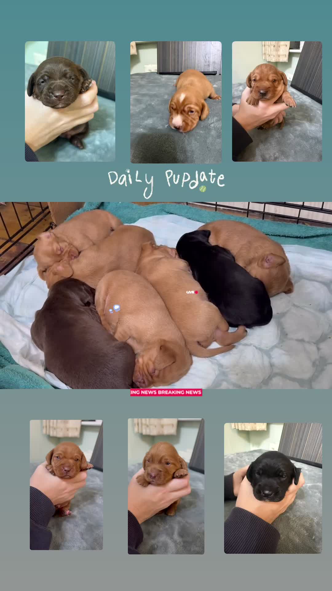 Mixed Breed dogs for sale: Cockalier (King Charles Spaniel) X Dachshund Cross - Video 2