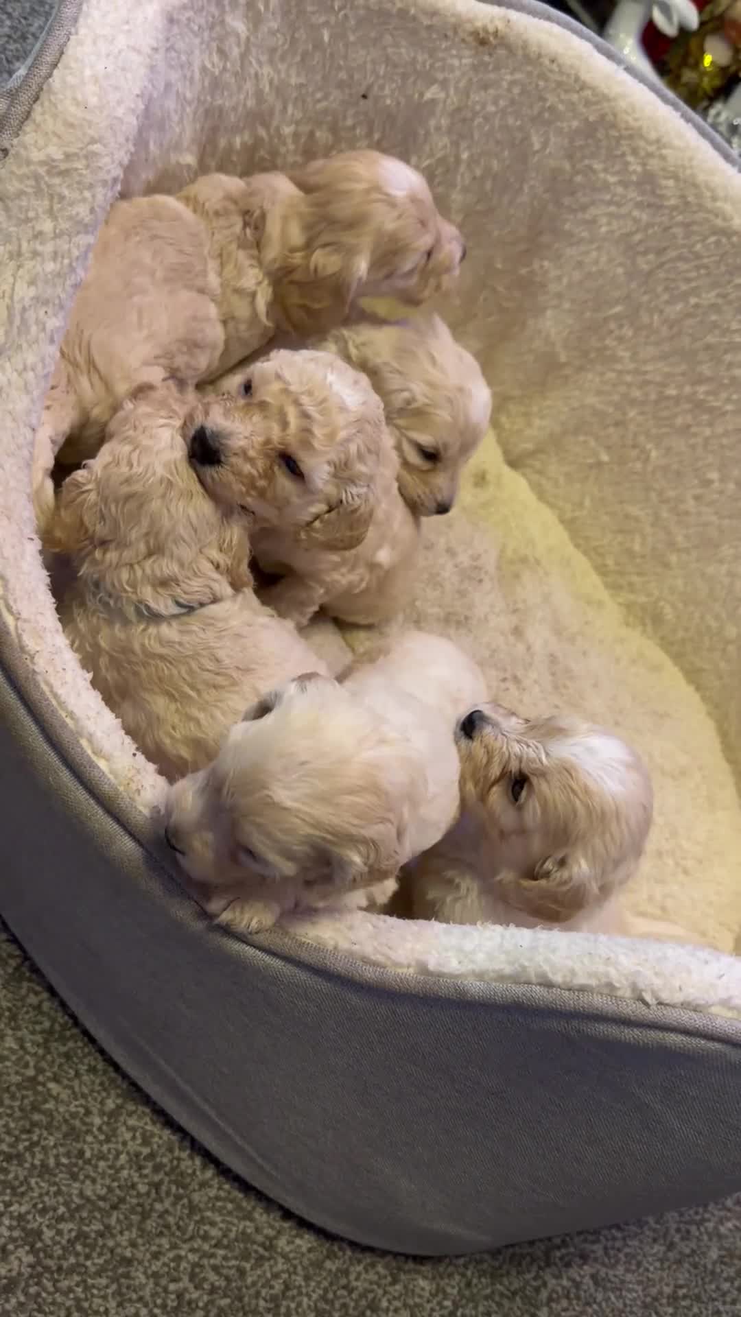 Cockapoo dogs for sale: F2 Toy cockapoo - Video 1