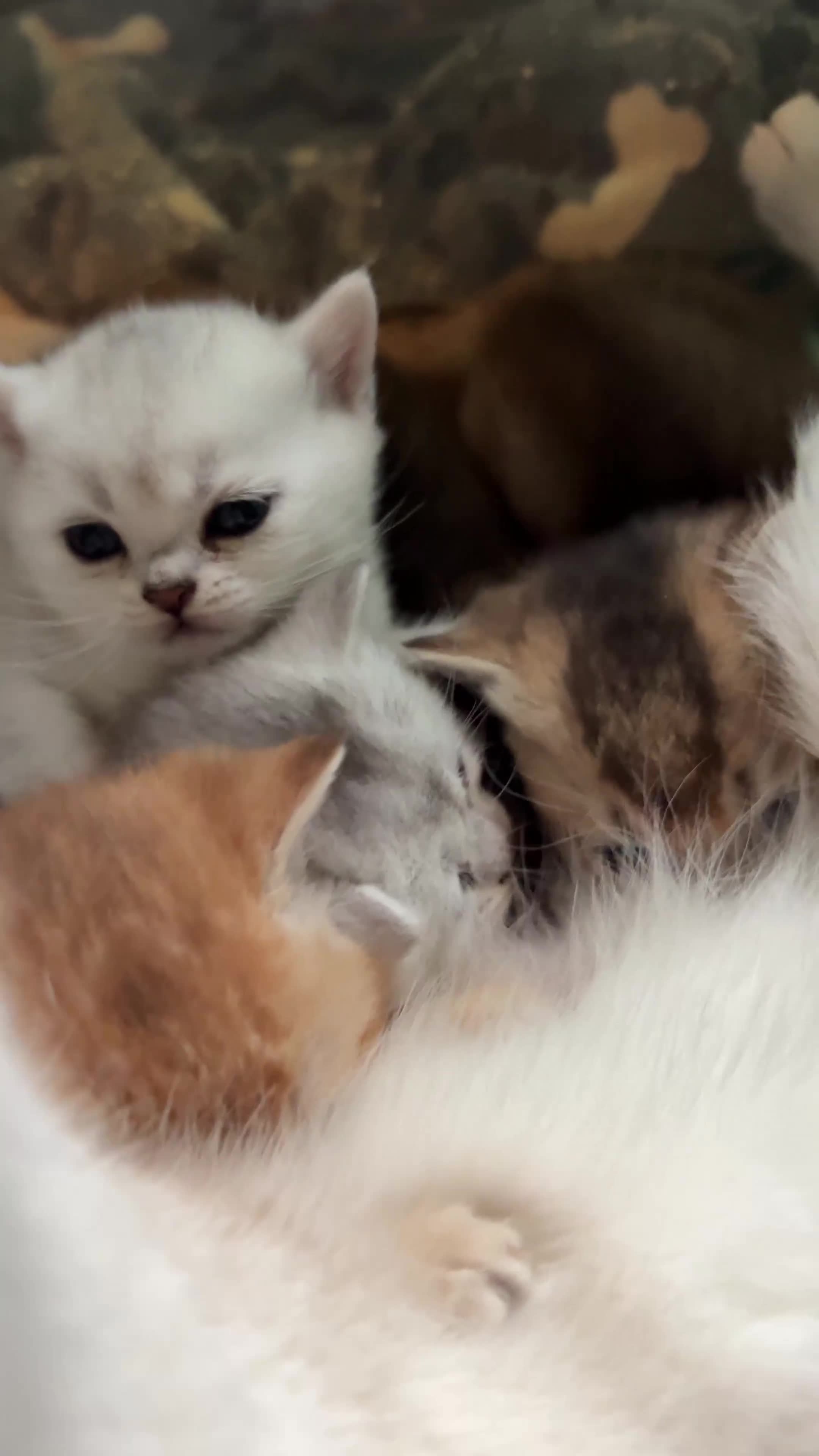 British Shorthair cats for sale: 🐾 British Shorthair Kittens — TICA Registered 🐾 - Video 1