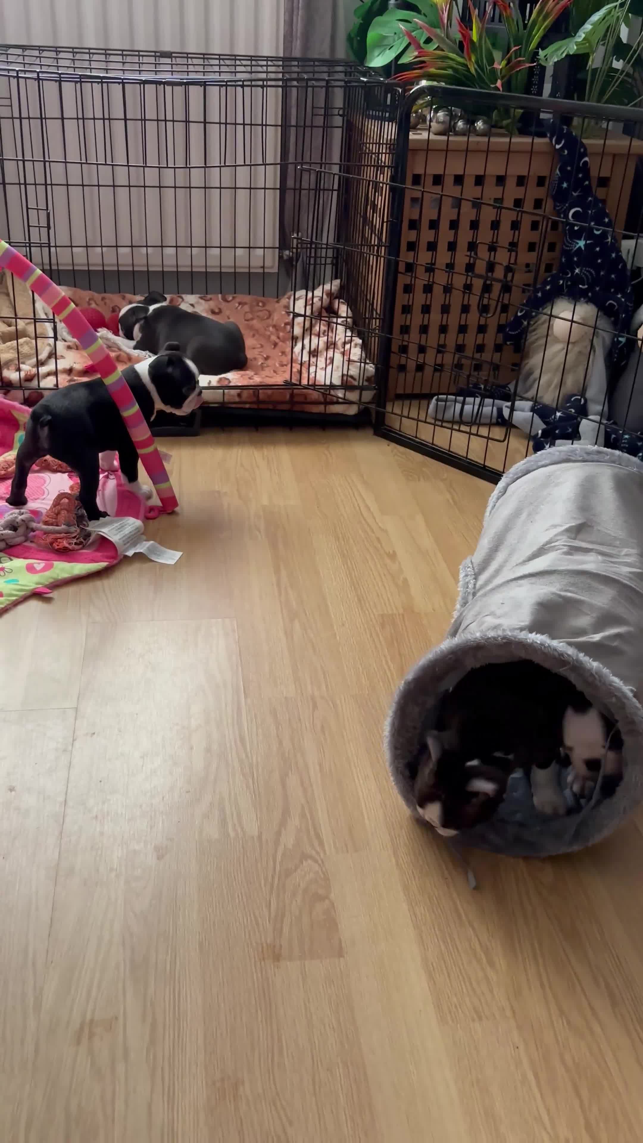 Boston Terrier dogs for sale: KC  Registered 🐕❤️🏠 Puupy 🐕💙🏠Boston Terrier  - Video 2