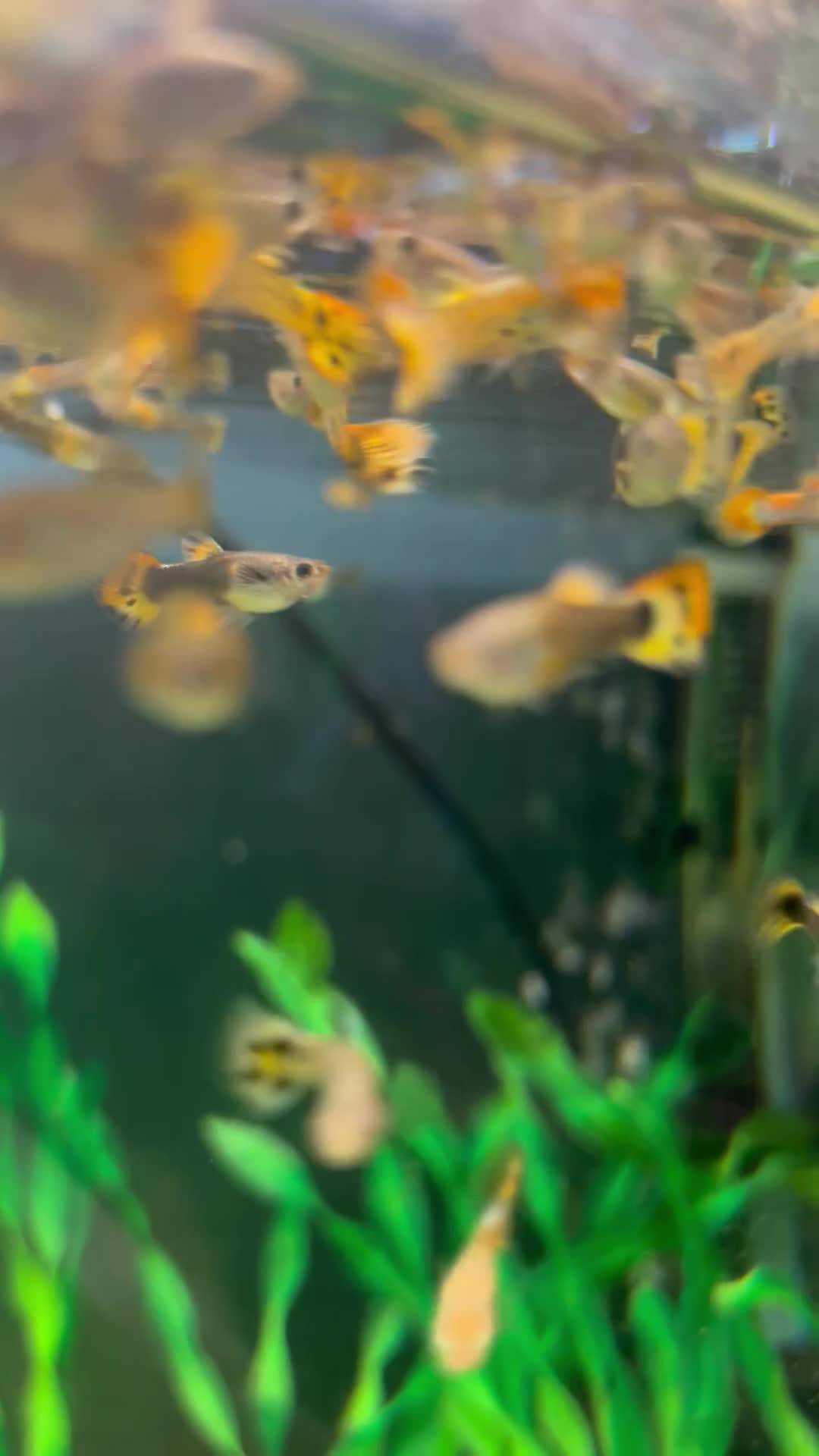 Live Bearers fish for sale: Guppies  - Video 2