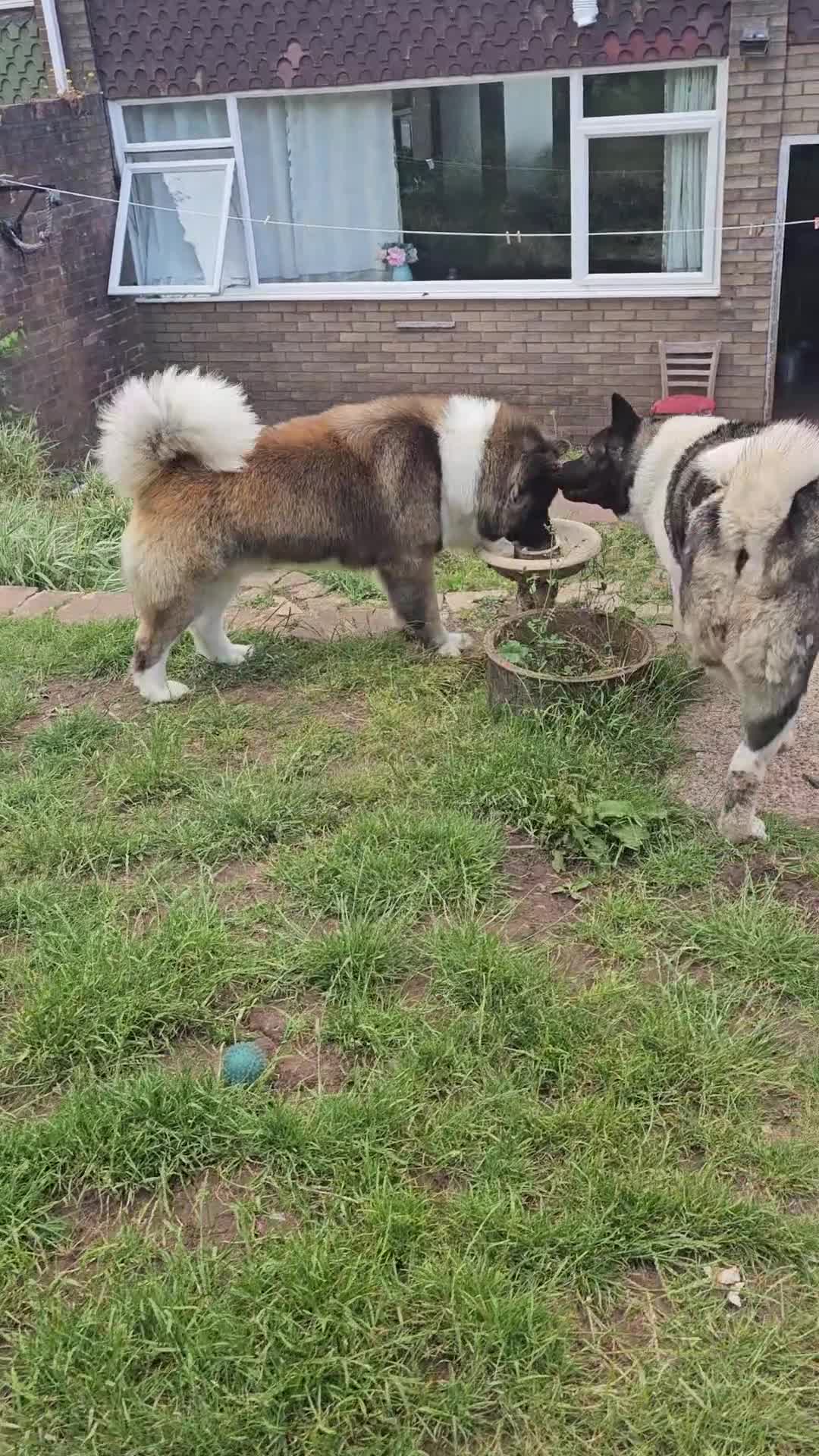Akita dogs for sale: American akita pair husband/wife - Video 1