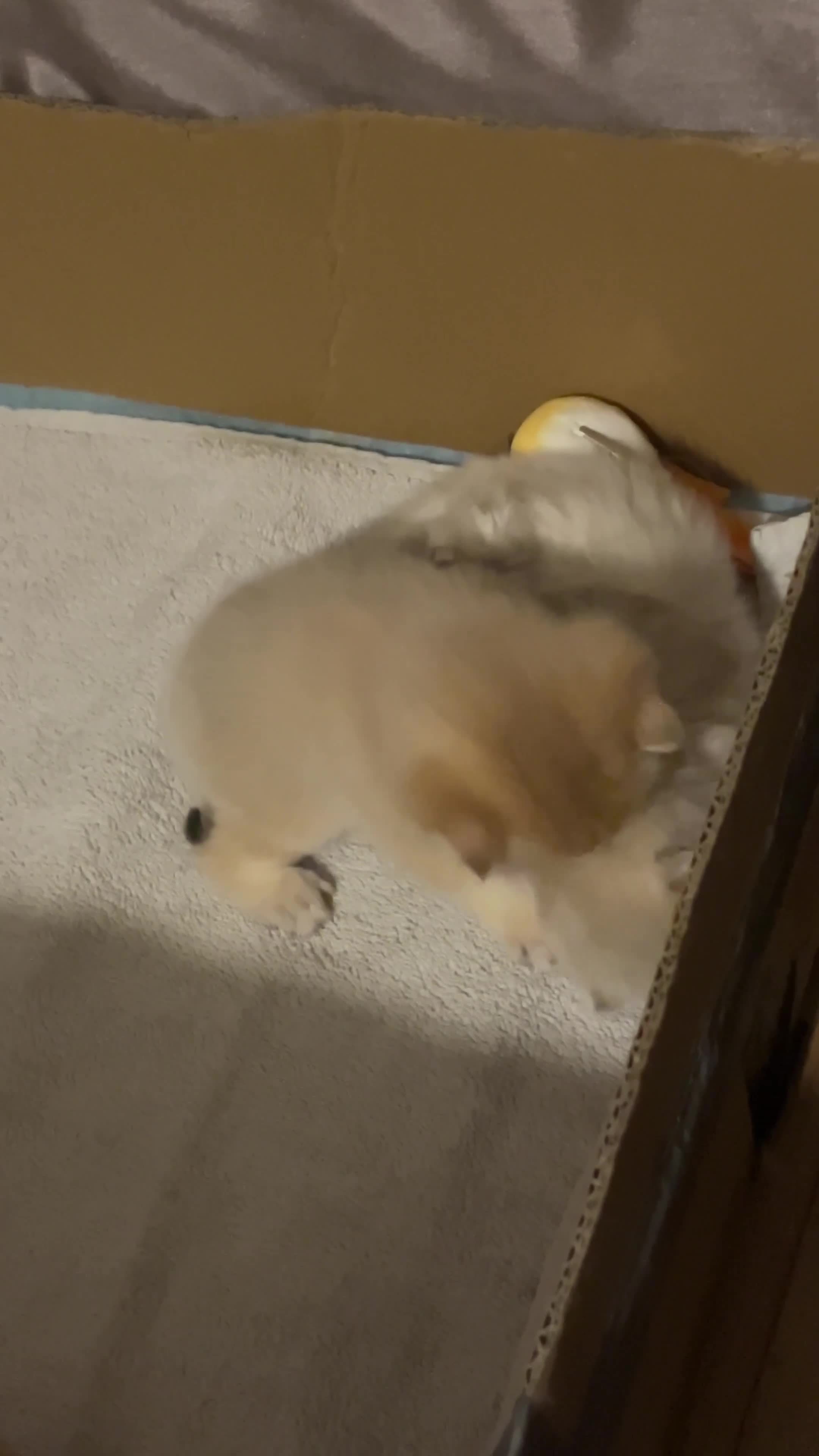 British Shorthair cats for sale: 4 Beautiful baby kitties - Video 1