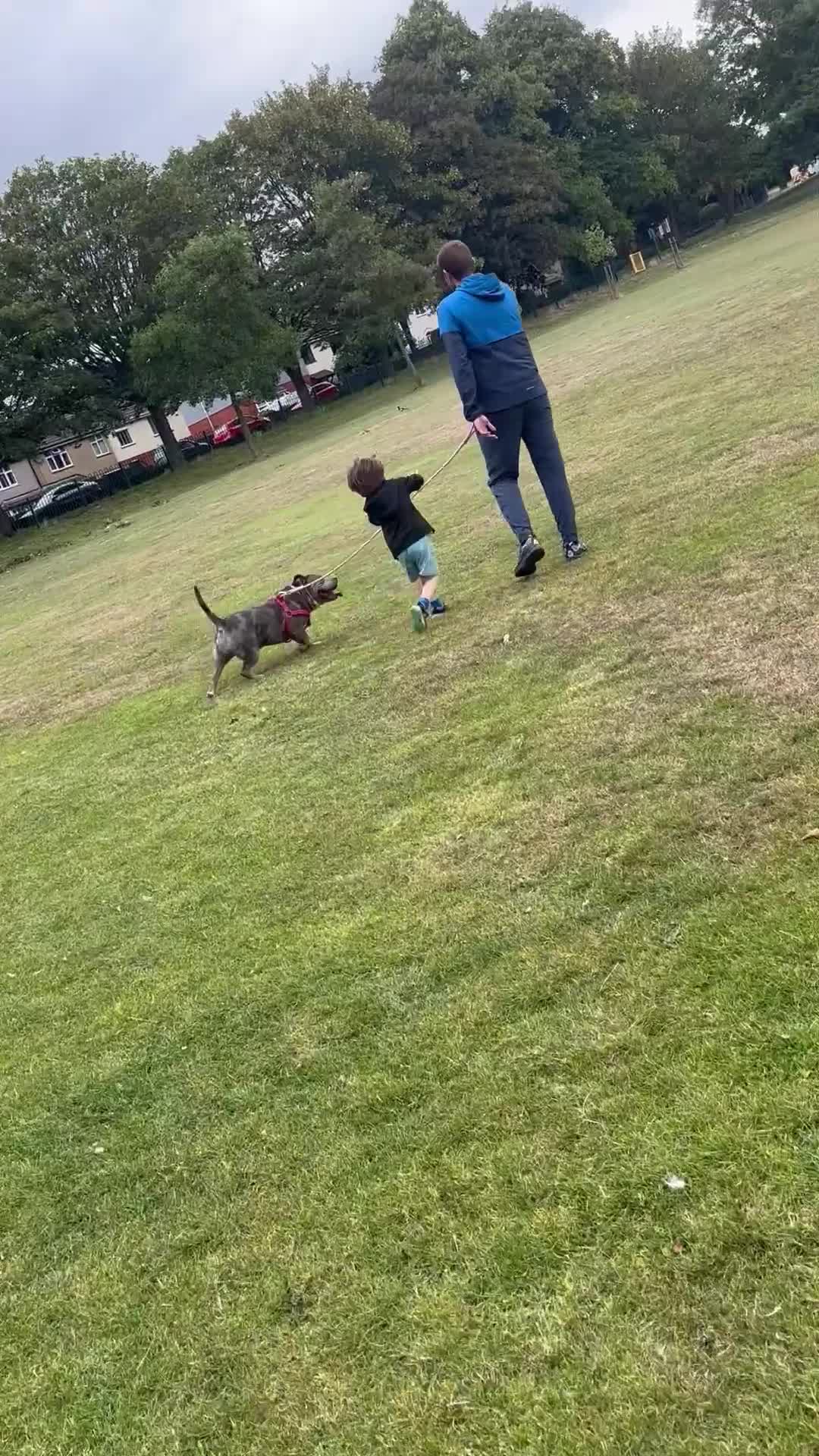 American Bully dogs for sale: Pocket bully - Video 2