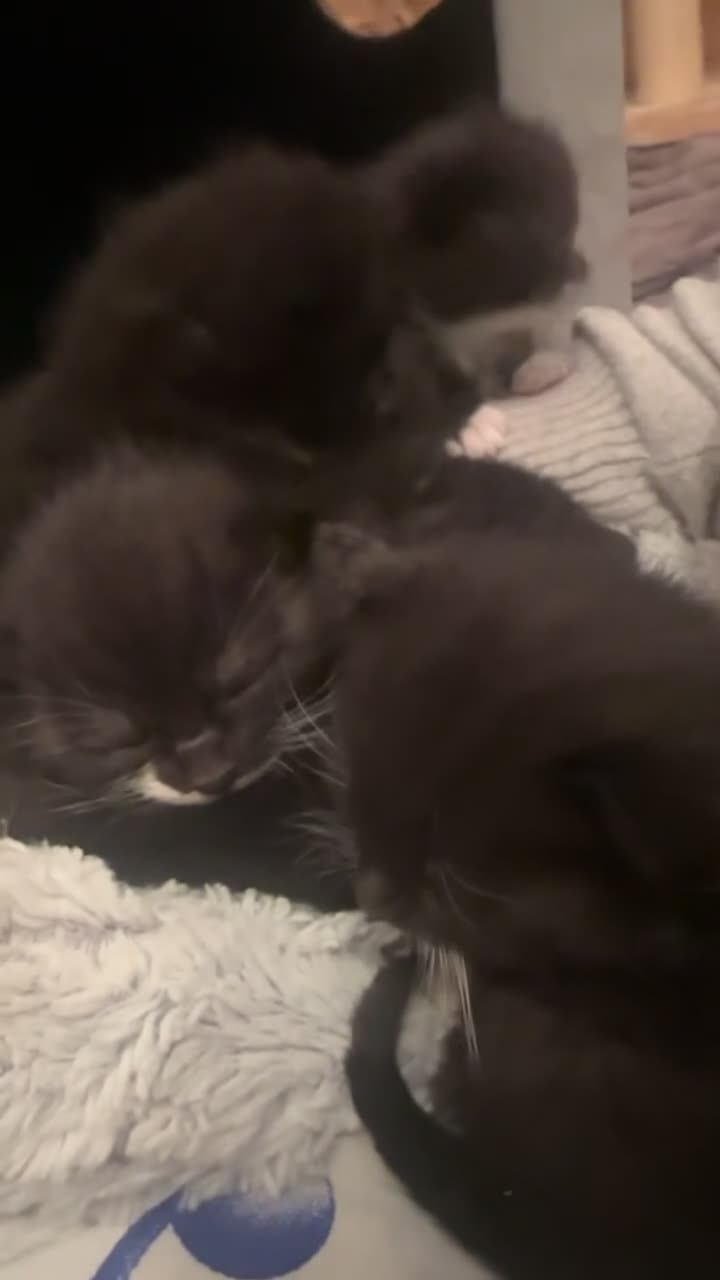 Mixed Breed cats for sale: Kittens looking for their PURRfect forever homes - Video 2