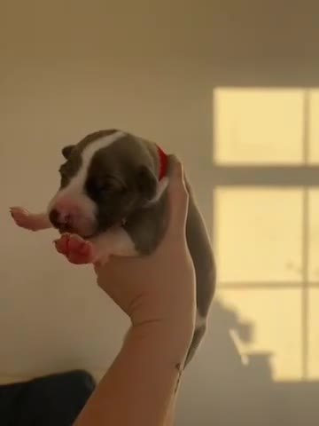 Whippet dogs for sale: 🌟 quality KC whippet pups 🌟 - Video 1