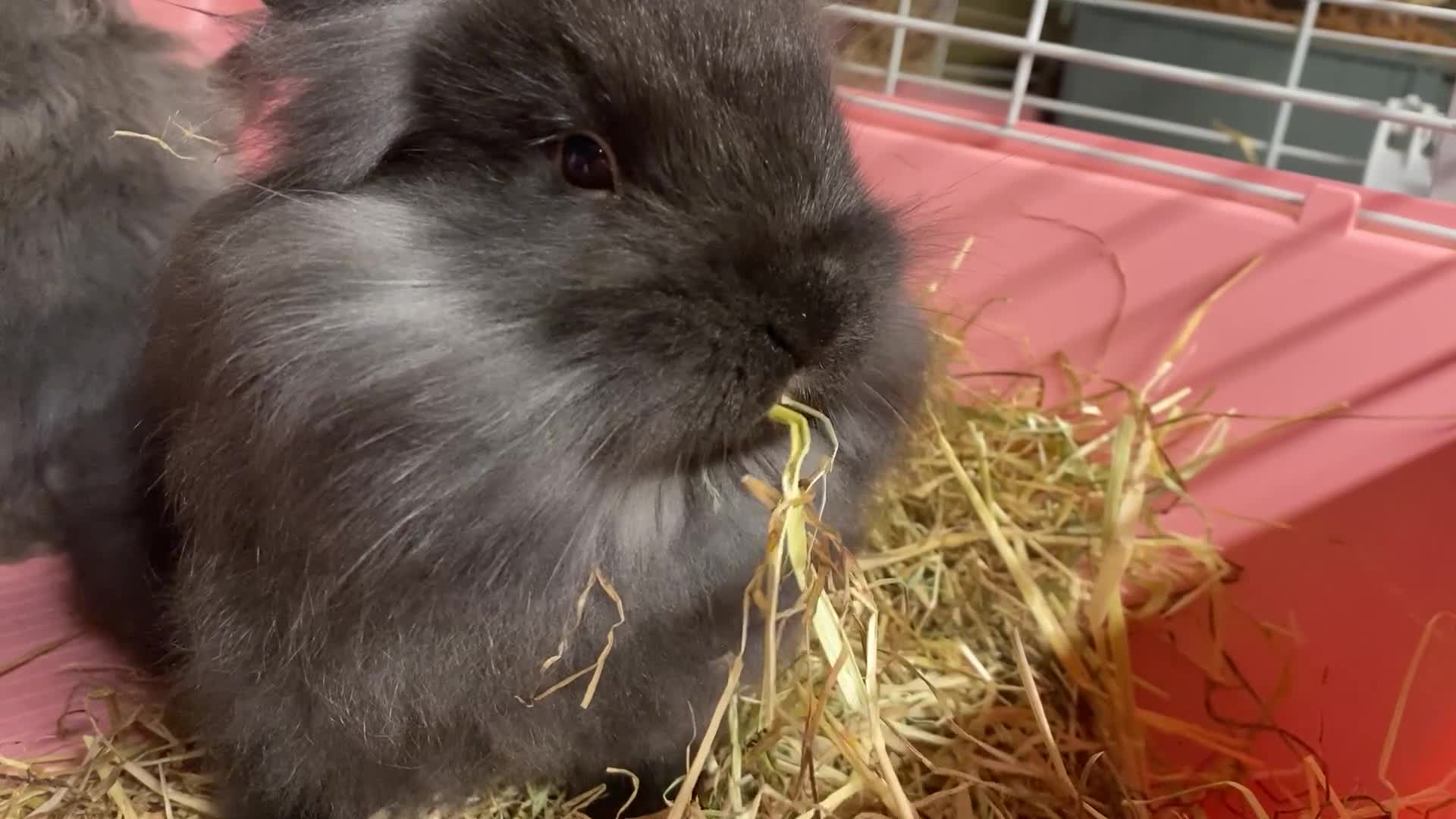 Mini Lion Lop rabbits for sale: Mini lion lop - Video 1