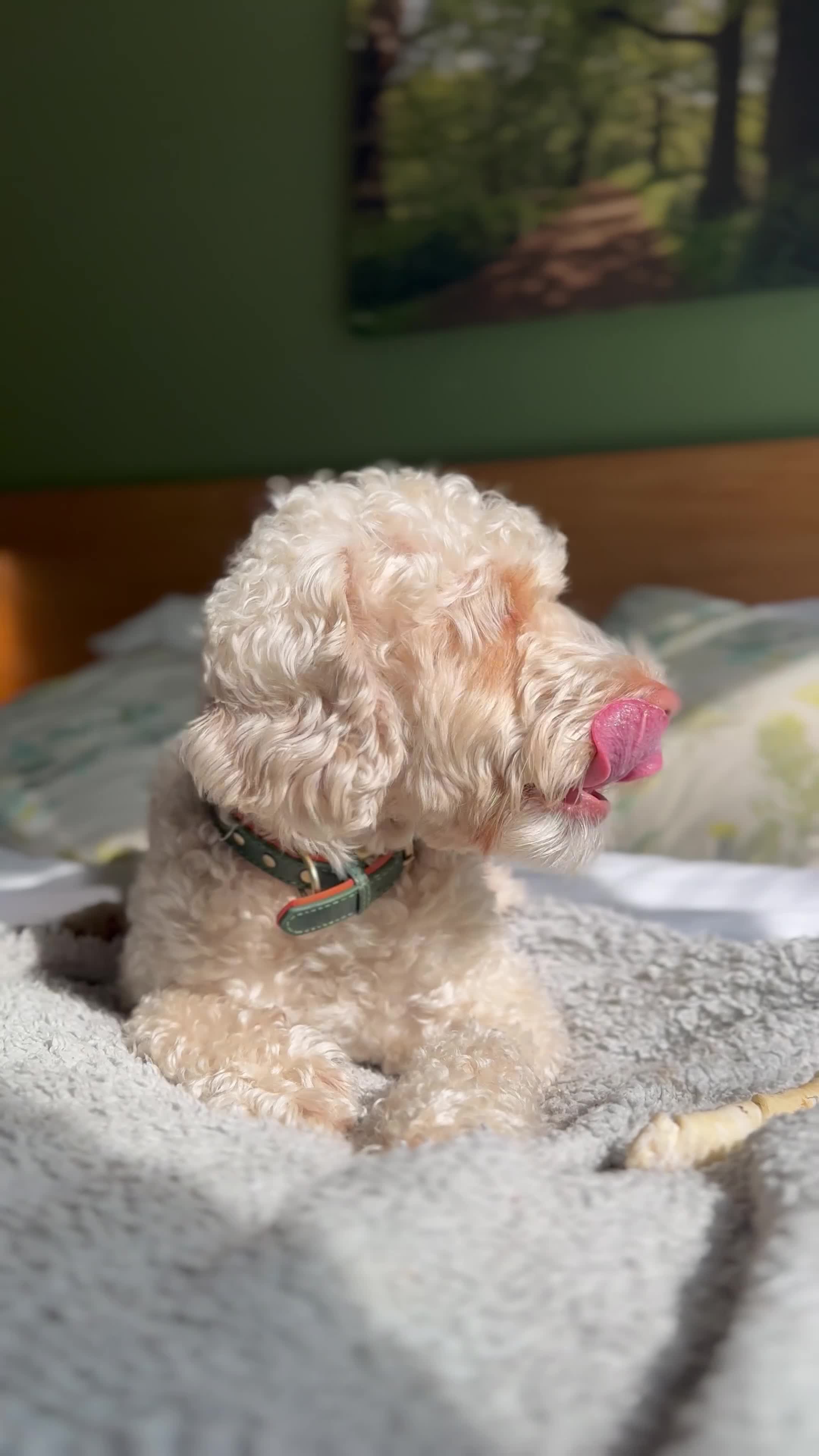 Cockapoo dogs for stud: 🐾 Beautiful Cockapoo Stud Exceptional Temperament in Heywood - Video 2