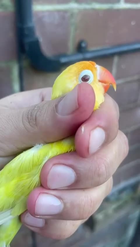 Lovebirds birds for sale: Love birds - Video 2