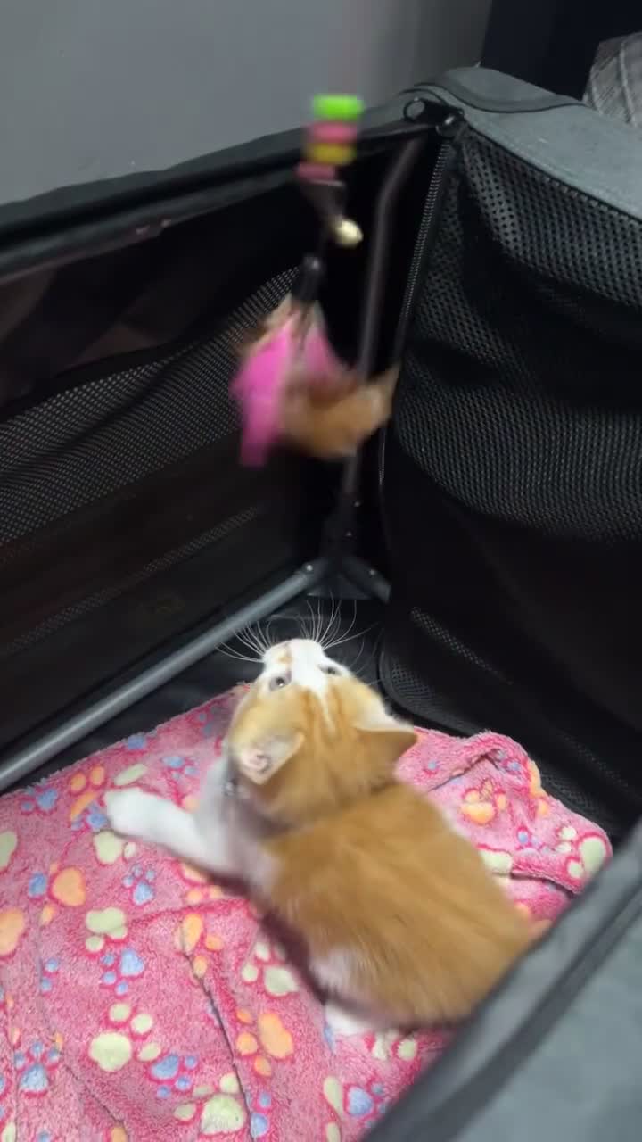 Mixed Breed cats for sale: Last Black and White Female (Ready Now) - Video 1