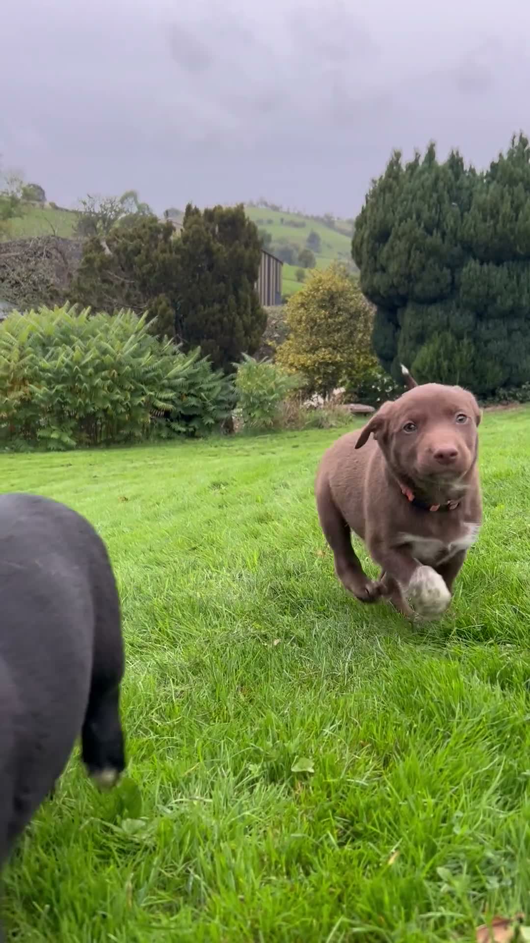 Mixed Breed dogs for sale: 4 beautiful border collie X kelpie pups for sale  - Video 1