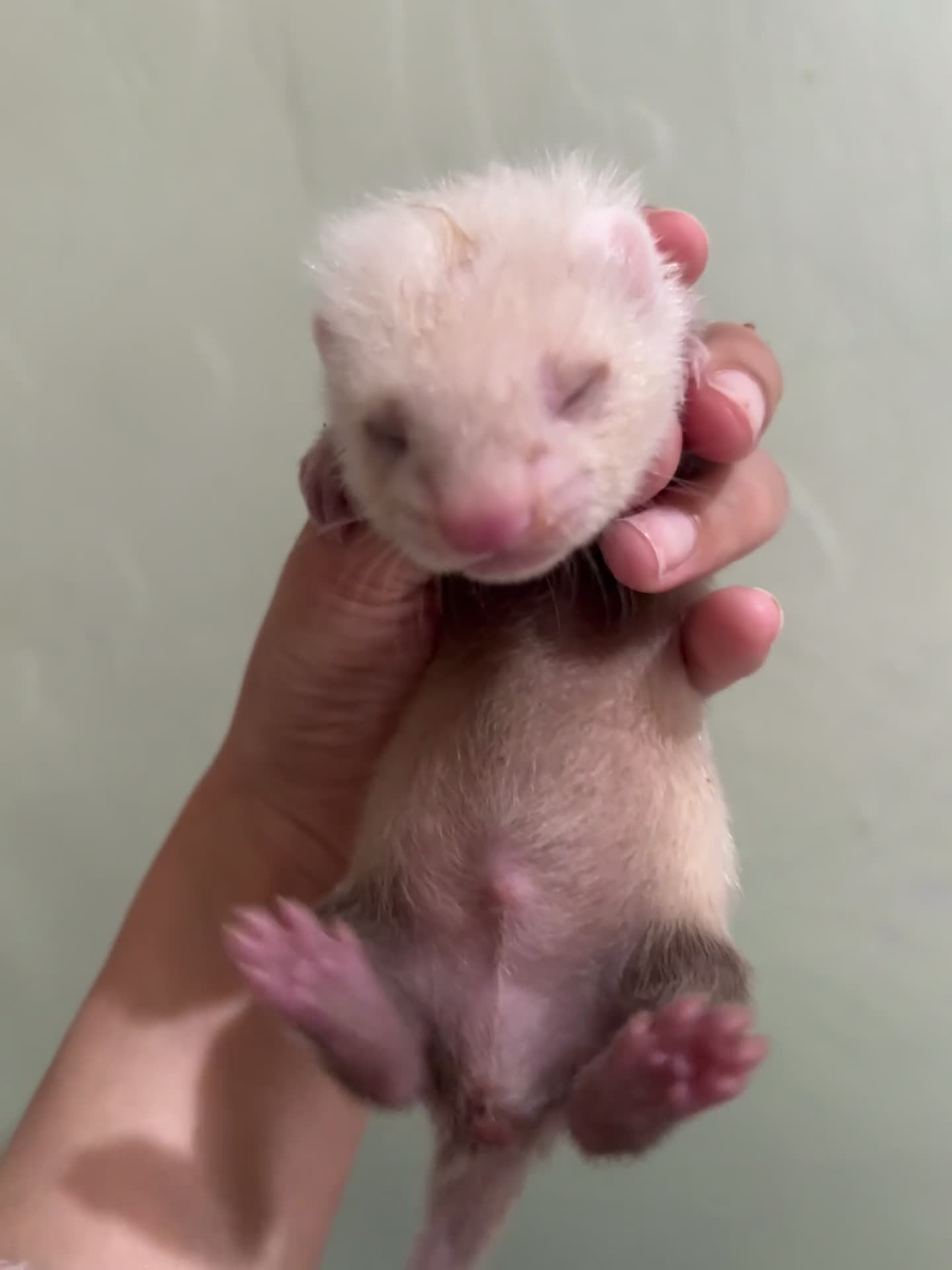 Ferret rodents for sale: Ferret kits for sale (reserve) - Video 1