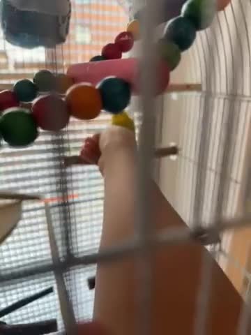 Budgerigars birds for sale: 2 budgies for sale !!! ( read description) - Video 1