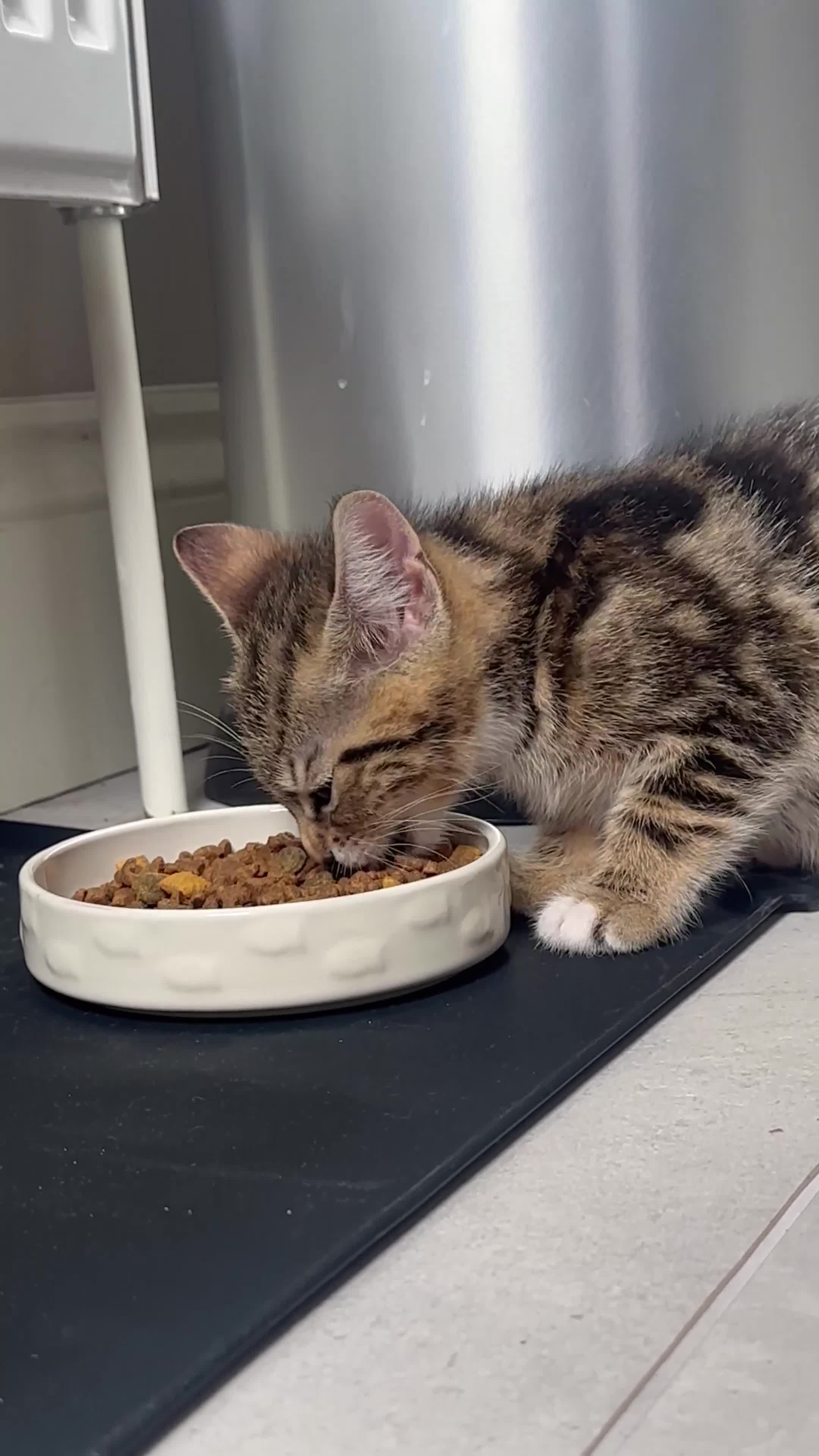 Mixed Breed cats for sale: Mixed Breed Kitten  - Video 1