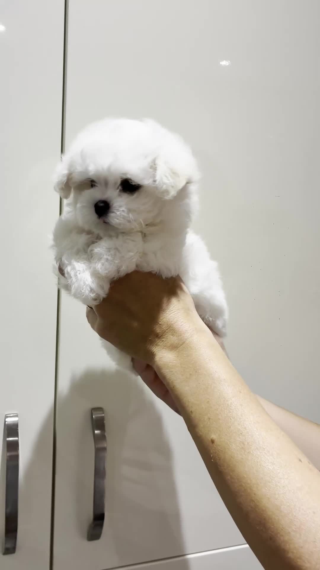 Maltipoo dogs for sale: 2 Left Exceptional Micro Asian Maltipoo’s, girls  - Video 1