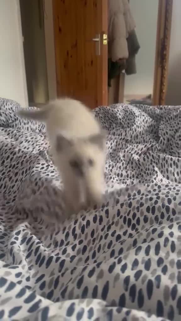 Ragdoll cats for sale: 1 male kitten ready to leave  - Video 2