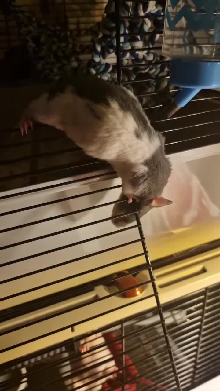 Rat rodents for sale: 4 beautiful Male Rats - Ready to find new home  - Video 2