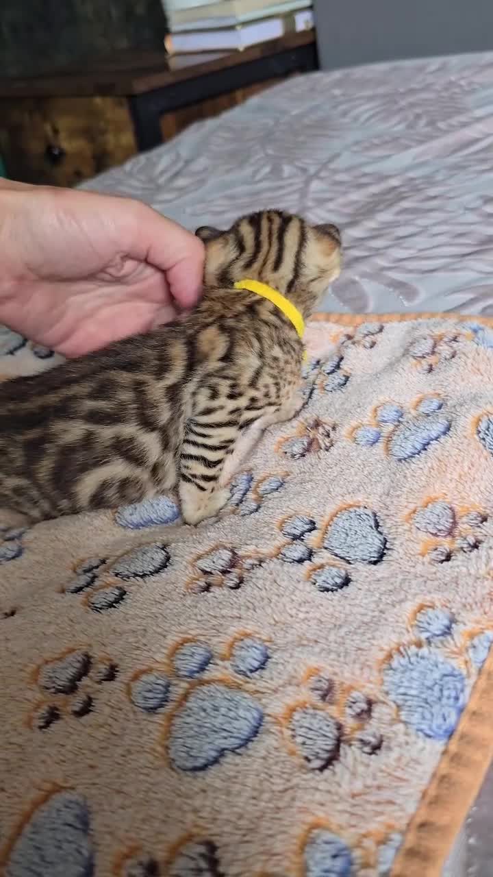 Bengal cats for sale: TICA Champion bengal kittens ready for reservation - Video 3