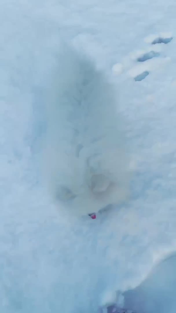 Pomeranian dogs for stud: Olaf white Pomeranian stud in Liverpool - Video 1