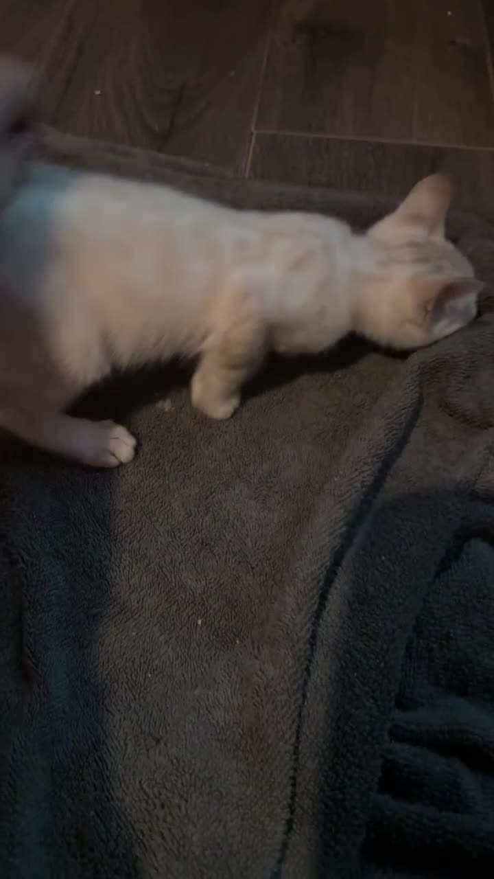 Bengal cats for sale: Silver, Snow Lynx & Brown Rosette Bengals - Video 1