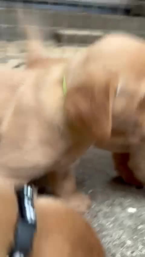 Labradoodle dogs for sale: Miniature labradoodles  - Video 1