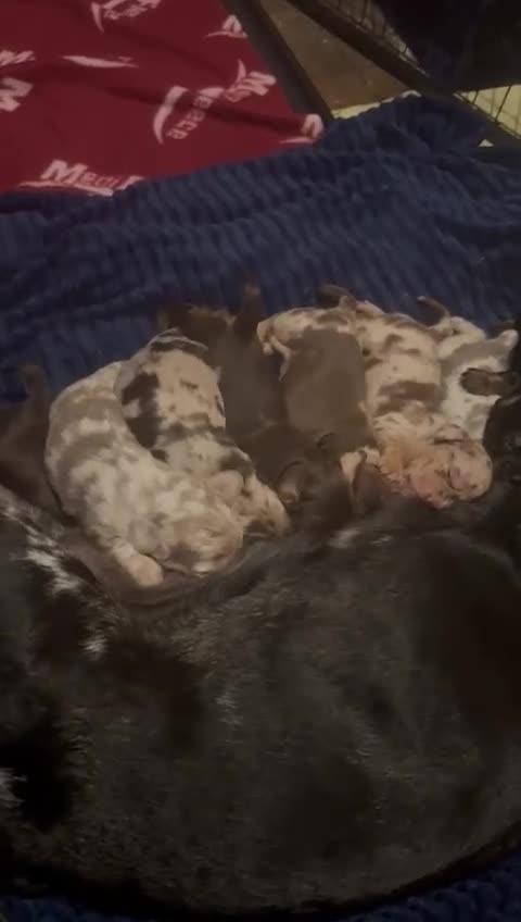 Dachshund dogs for sale: Miniature Dachshund cross pup - Video 1