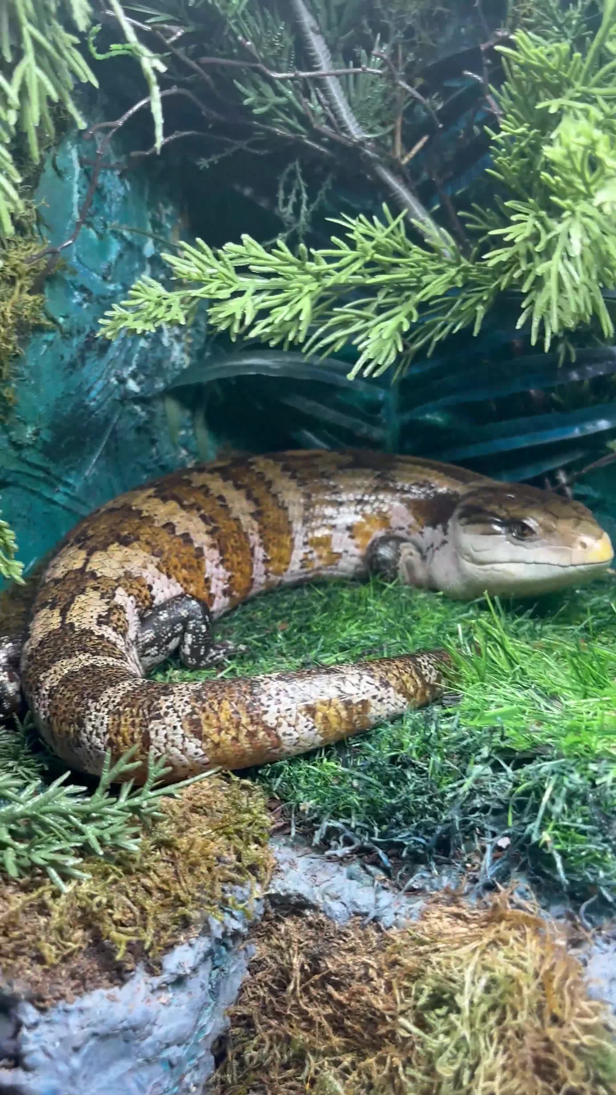 Skink reptiles for sale: Irian Jaya Blue Tongue Skink  - Video 1