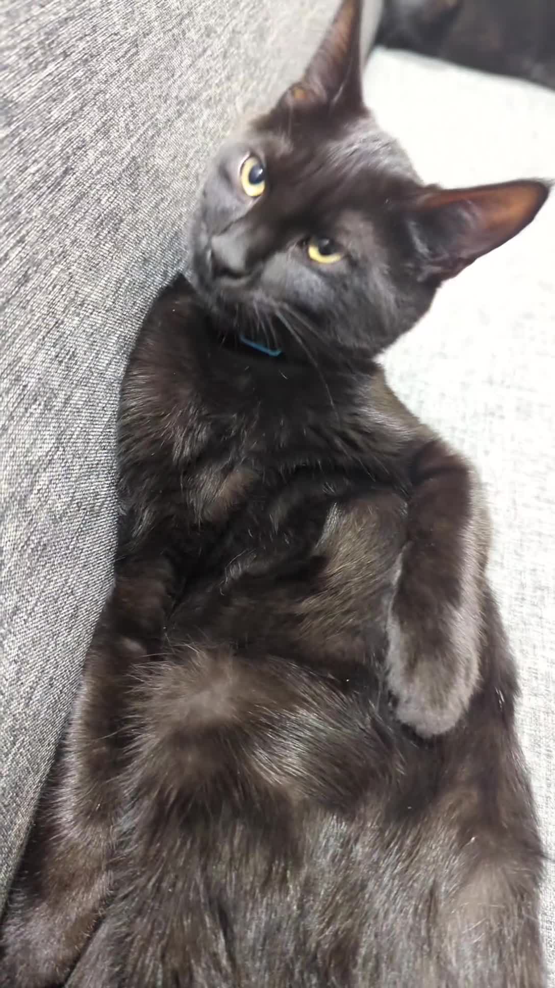 Domestic Shorthair cats for sale: 2 kittens to be sold together  - Video 2