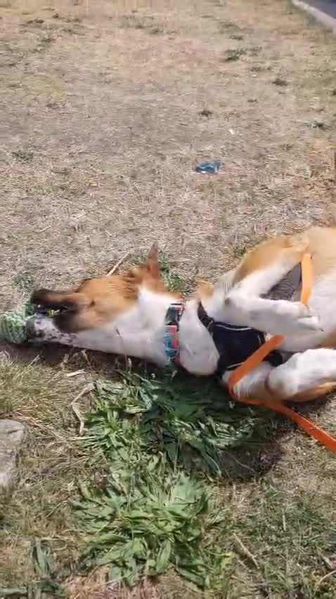 Mixed Breed dogs for adoption: Sweet Armin looking for LOvE - Video 2