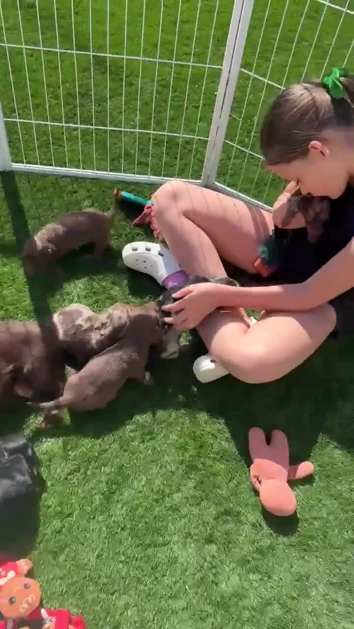 Dachshund dogs for sale: KEC REG MINIATURE LONG HAIRED dachshund puppies - Video 2