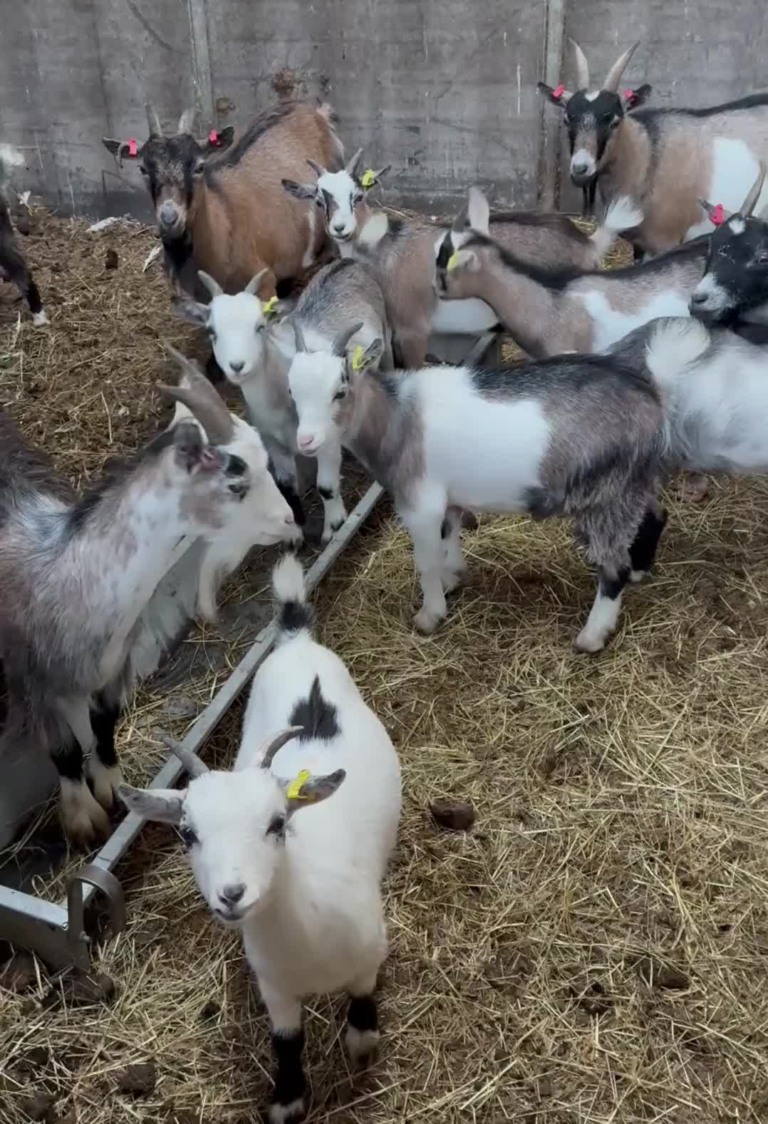 Goats livestock for sale: Hilarious friendly baby Pygmy kids for sale  - Video 1