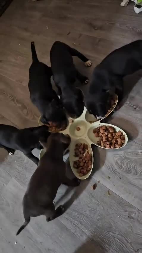 Mixed Breed dogs for sale: 🐶 Cockapoo x Staffy Puppies For Sale 🐶 - Video 1