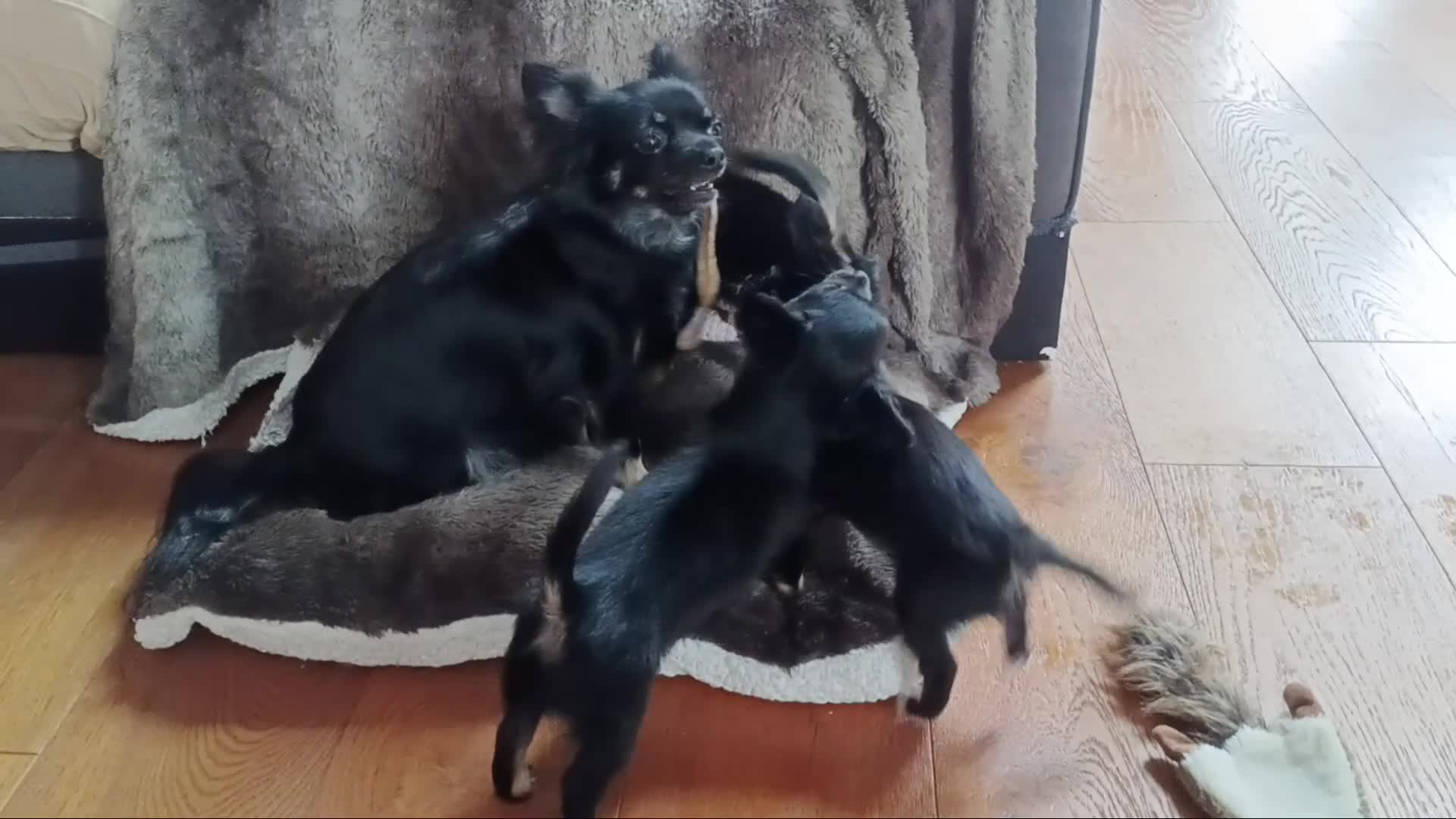 Chihuahua dogs for sale: Quality Longhair Chihuahua Puppies - Video 1