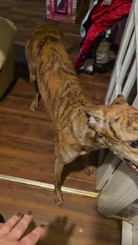 Greyhound dogs for sale:  **  Trigger 4 yo male greyhound in Newmarket - Video 1