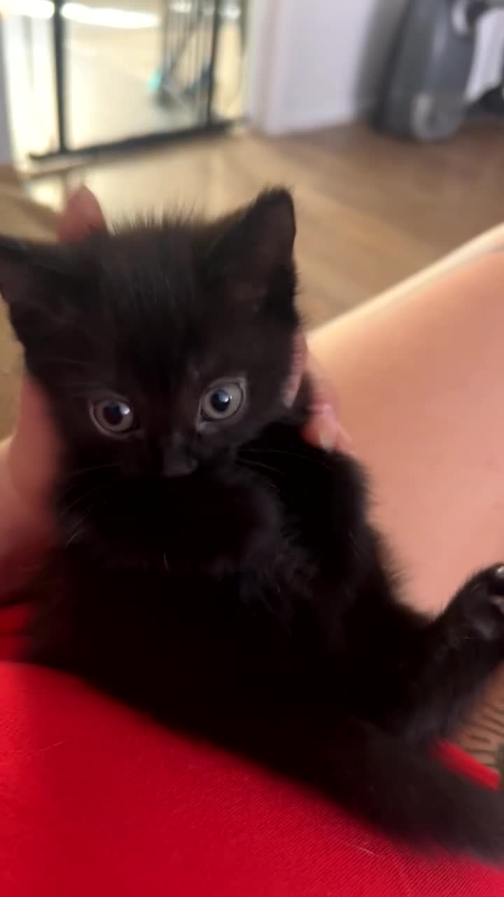 Mixed Breed cats for sale: Mainecoon x boy looking for home - Video 1