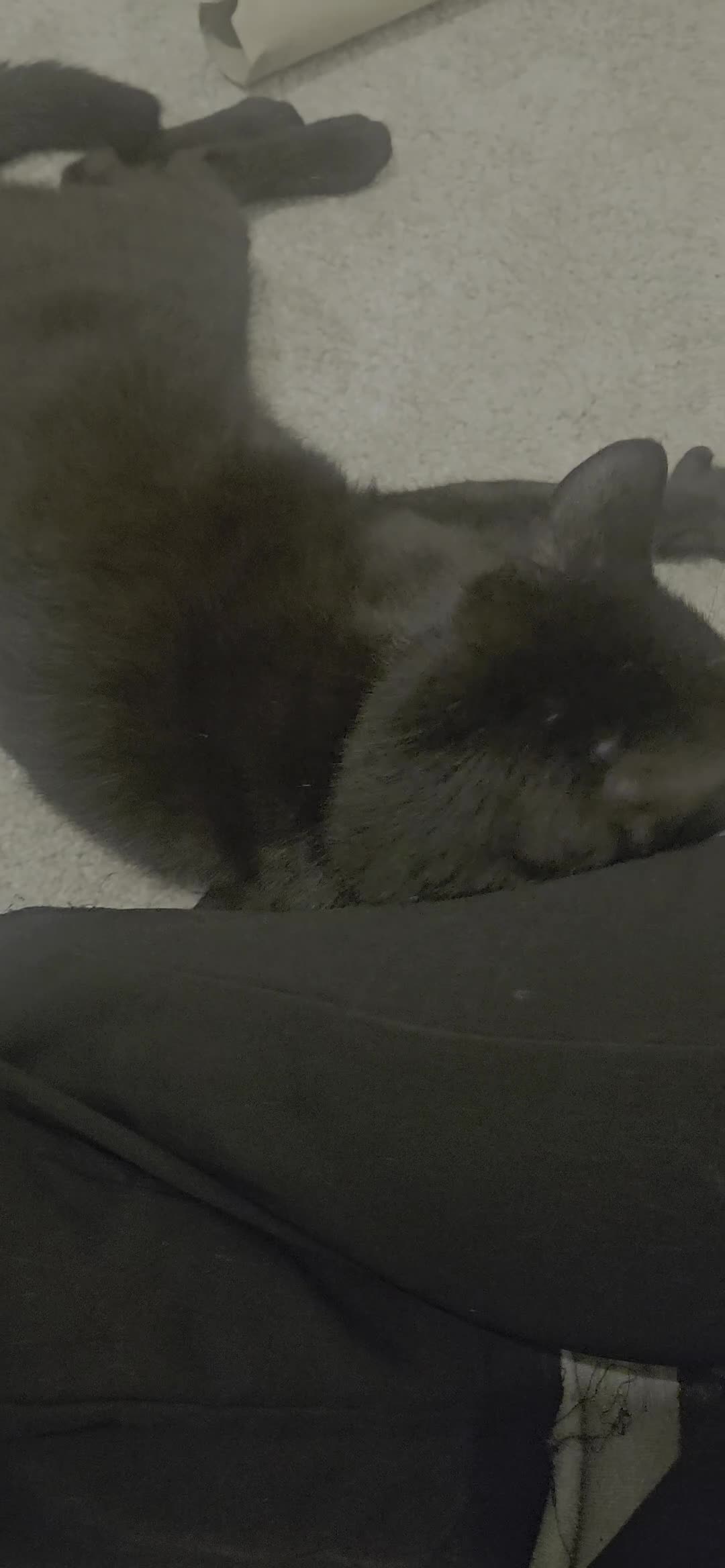 British Shorthair cats for sale: Seb - Beautiful black cat - Video 2