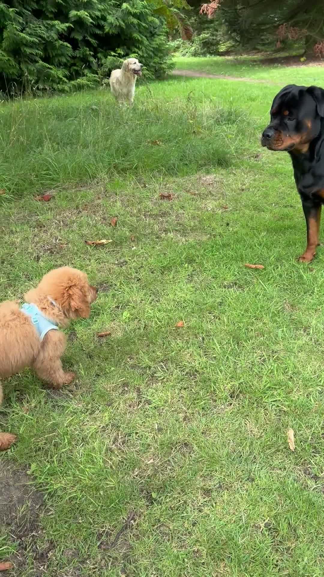 Mini Goldendoodle dogs for sale: Lovely male mini golden-doodle for rehoming! - Video 5