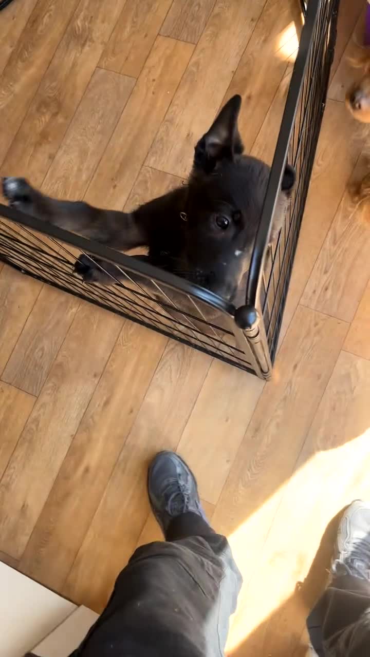 Belgian Shepherd Dog dogs for sale: Belgian Malinois puppys - Video 1