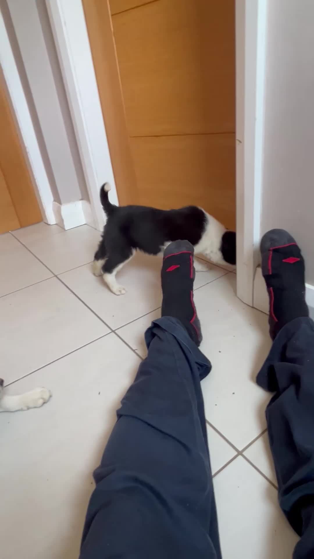 Border Collie dogs for sale: Border collies for sale in Denbigh - Video 2
