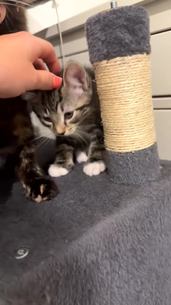 Bengal cats for sale: 3 bengal cross kittens REDUCED  - Video 2
