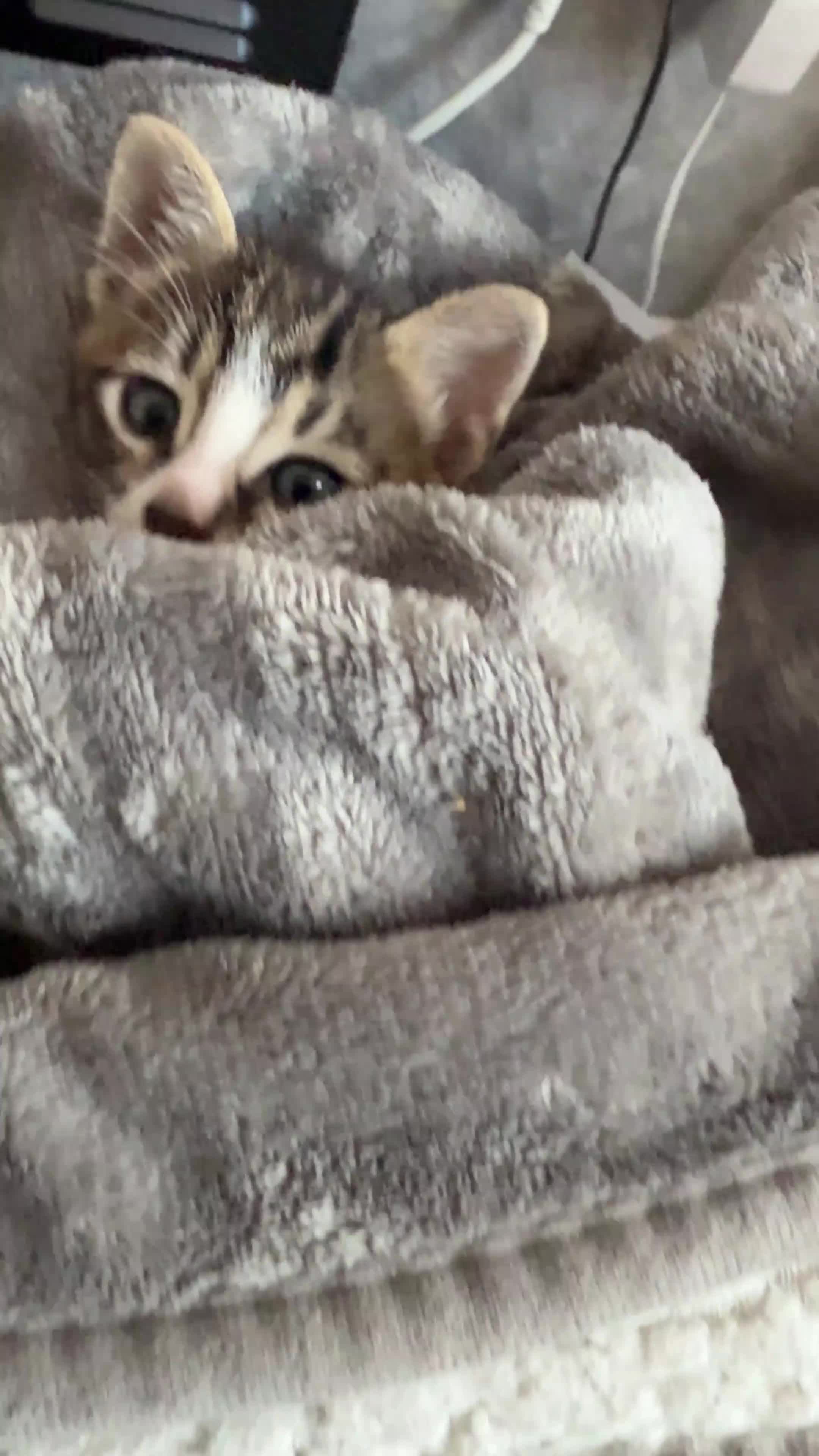 Bengal cats for sale: 4 x Beautiful Male Bengal Cross - Video 4