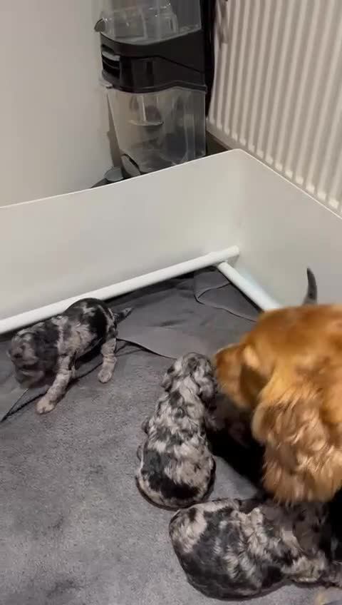 Cockapoo dogs for sale: Adorable Merle Cockapoo Puppies - Video 1