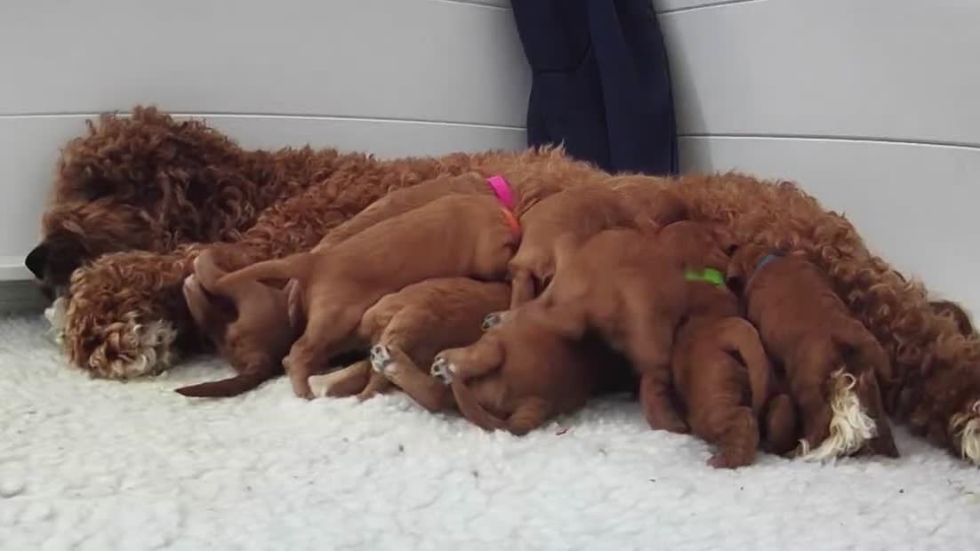 Australian Labradoodle dogs for sale: Multi Generational Australian Labradoodle Puppies - Video 1