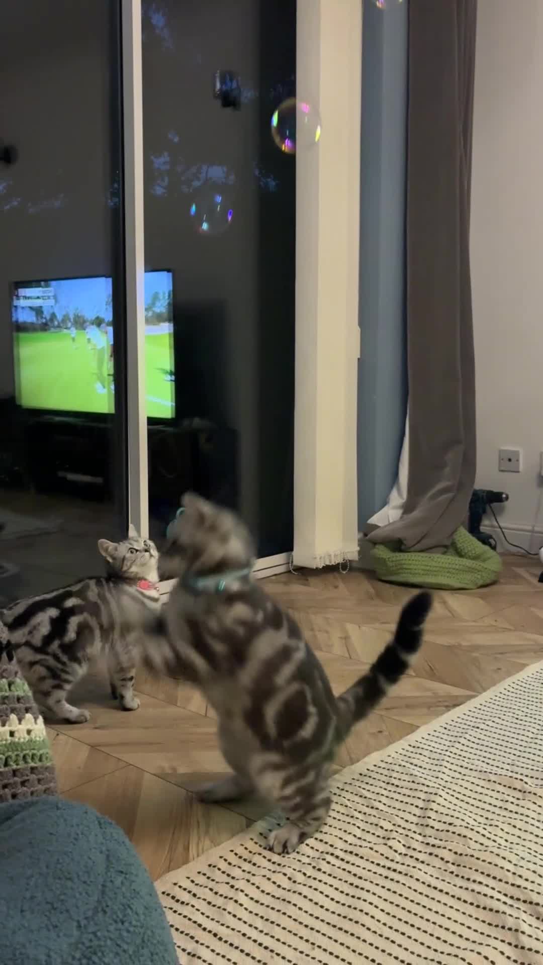 British Shorthair cats for sale: British Shorthair Silver Tabby Pair  in Wakefield - Video 3