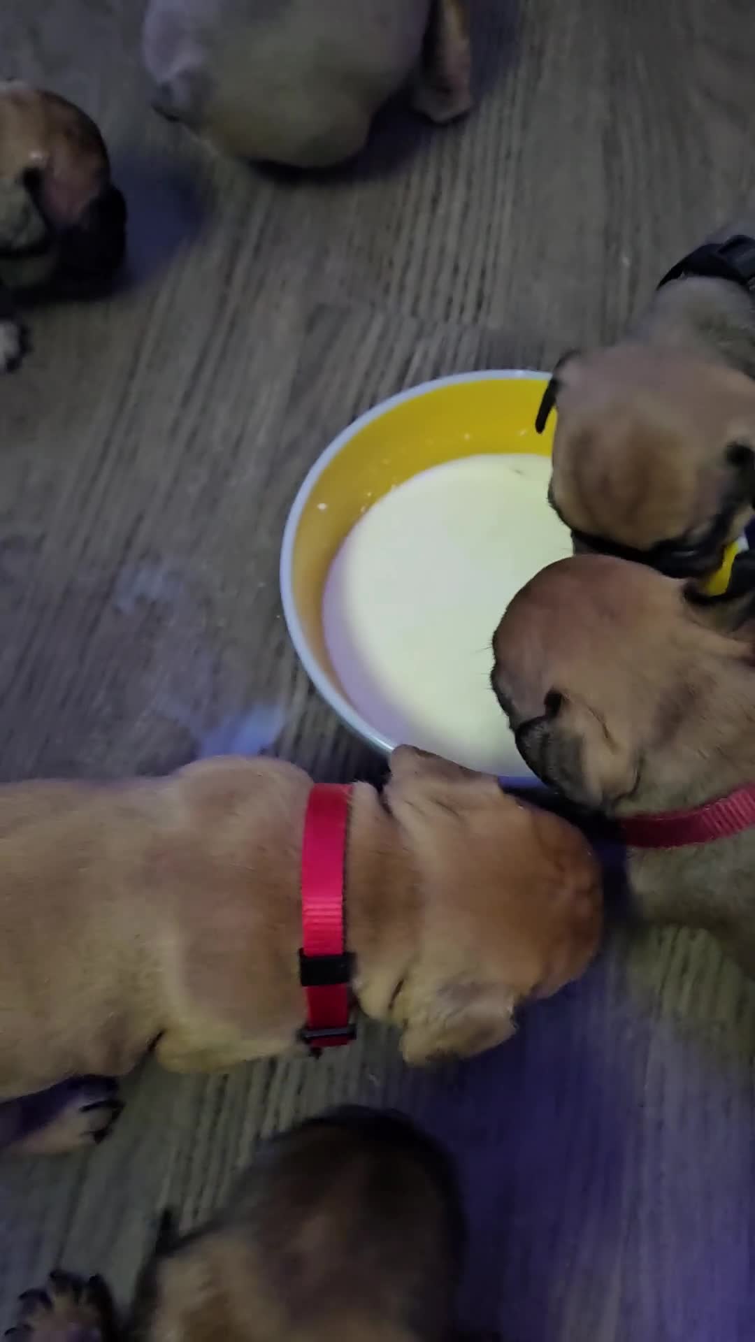 French Bulldog dogs for sale: Gorgeous french bulldogs - Video 4