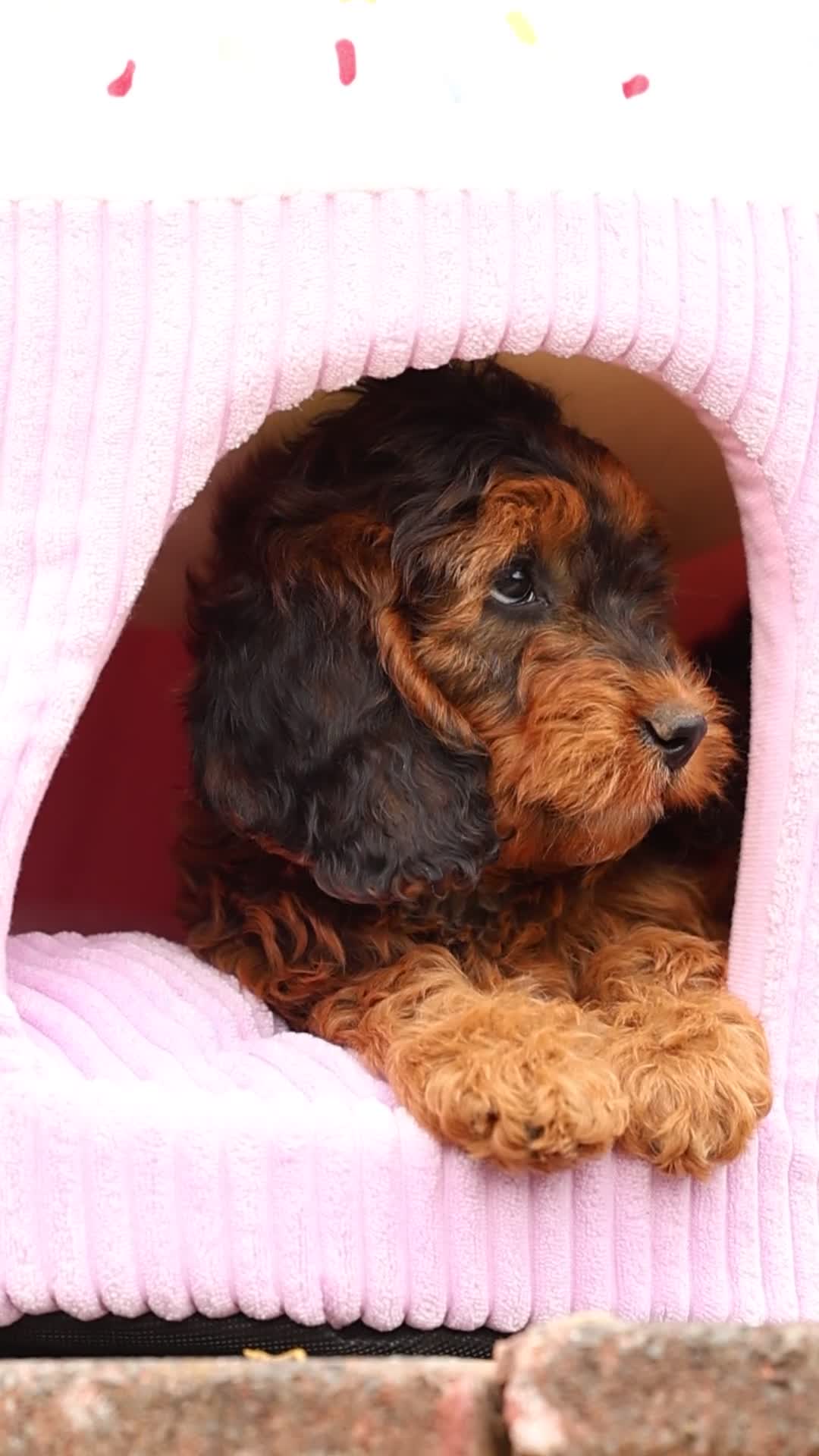 Cockapoo dogs for sale: 🐶 Cockerpoo Puppies – Loving Forever Homes 🐶 - Video 3