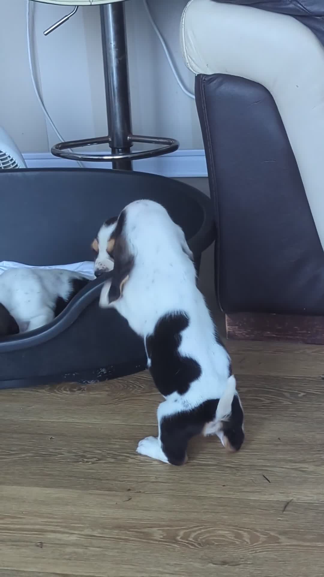 Basset Hound dogs for sale: KC REGISTERED BASSET HOUNDS  - Video 1