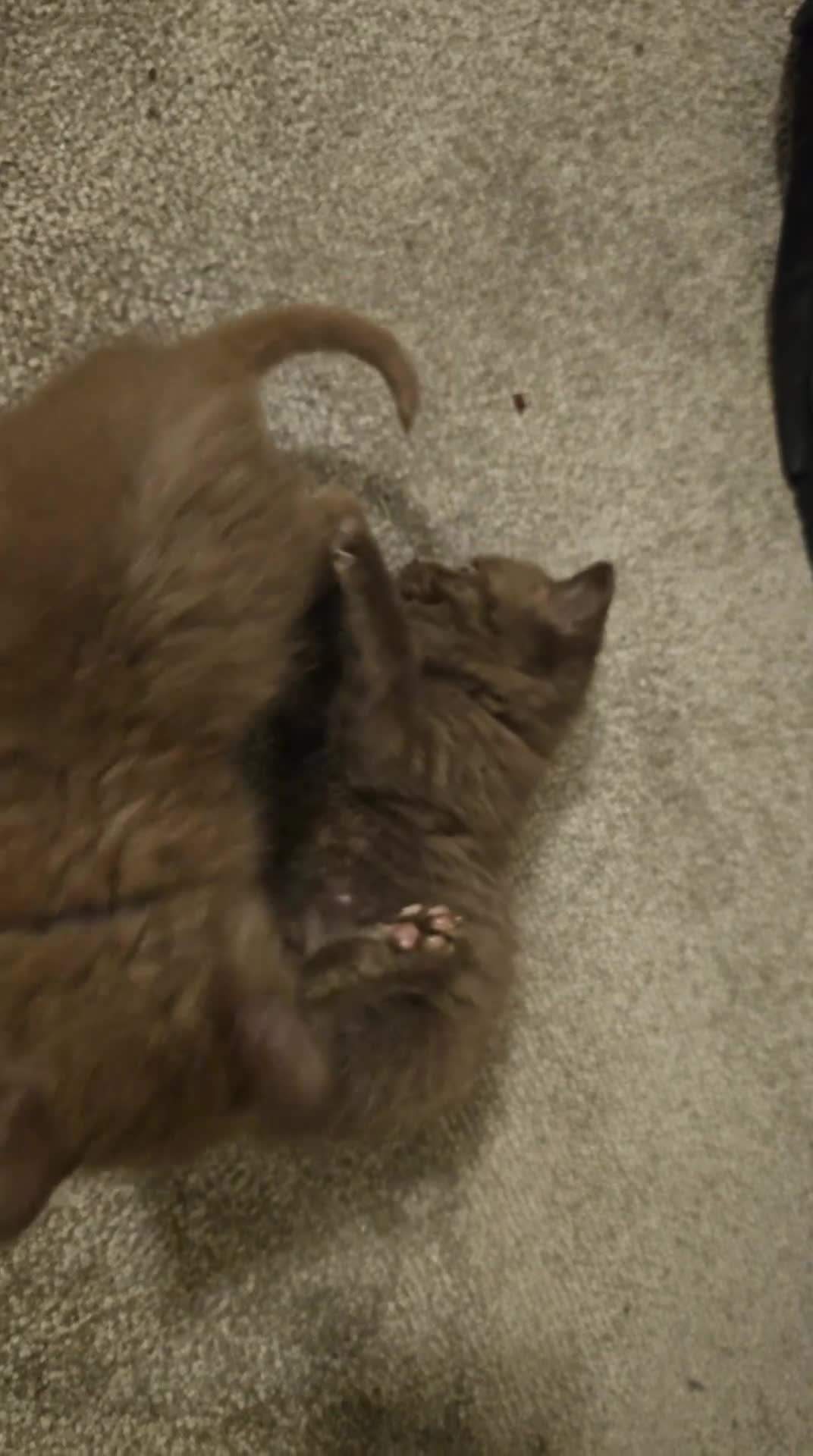 British Shorthair cats for sale: Brown British Shorthair GIRL Kittens  - Video 2