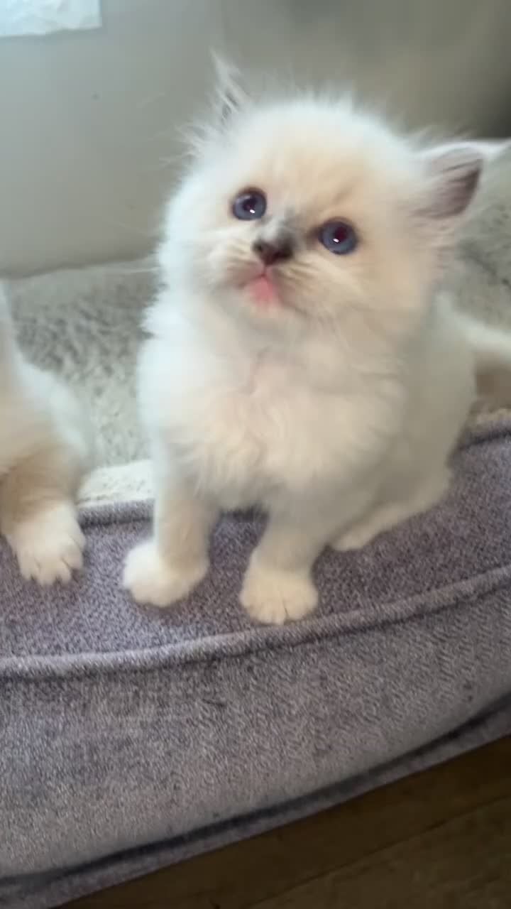 Ragdoll cats for sale: Beautiful Quality Chunky Ragdoll Babies  - Video 4